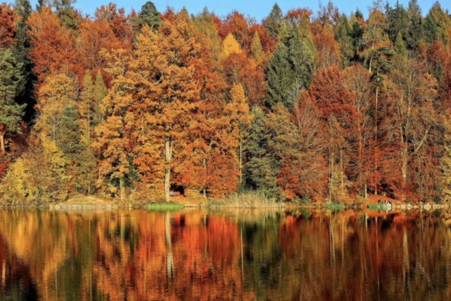 Forest reflected on water in autumn