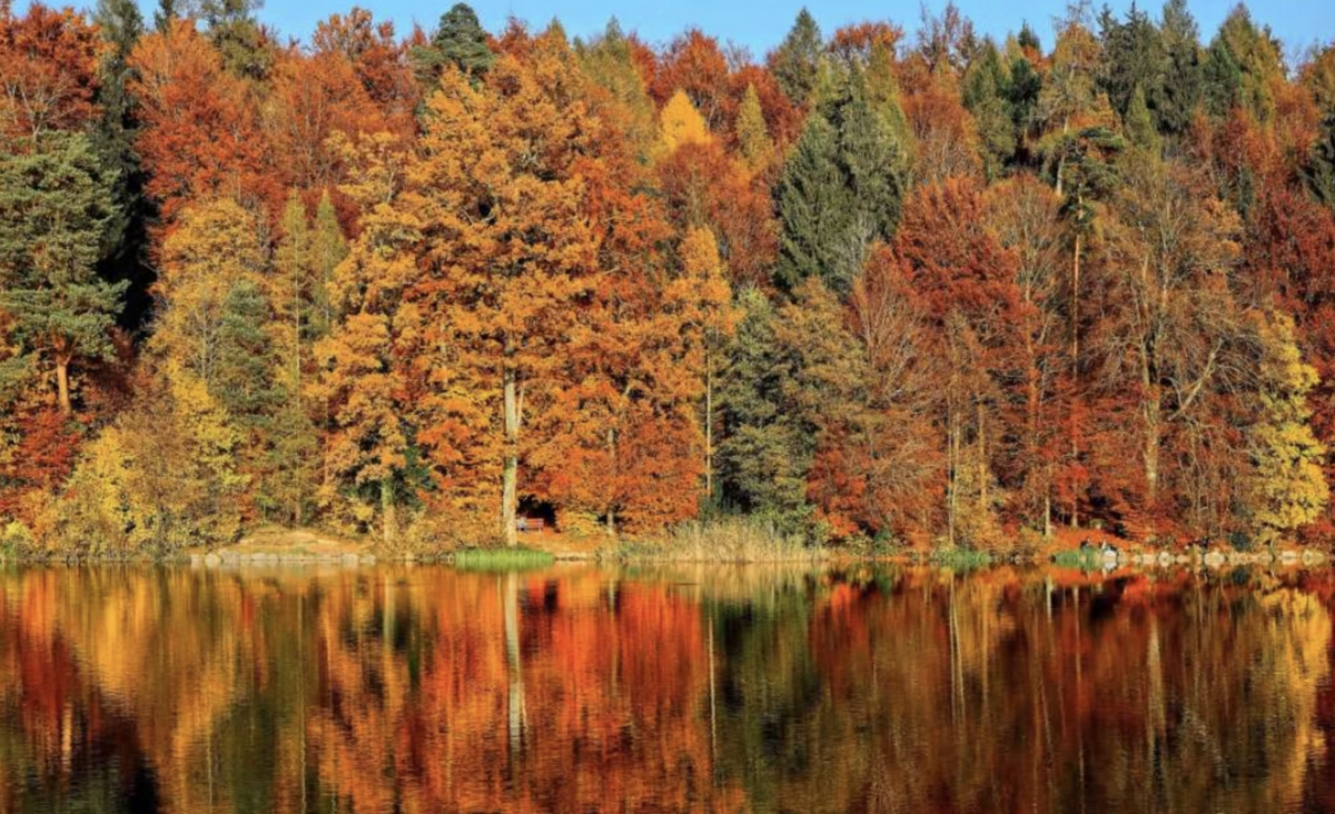 Forest reflected on water in autumn